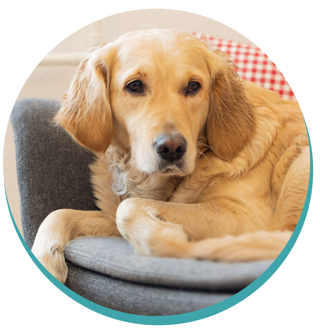 Therapiehund Elli